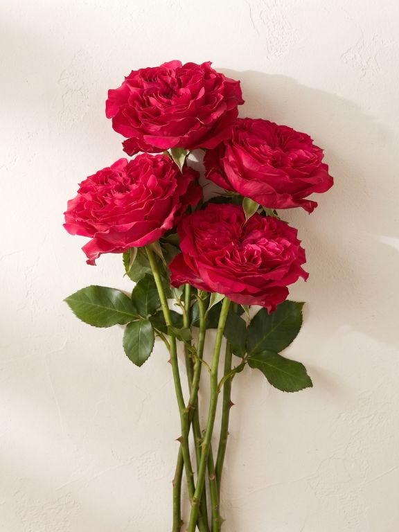 MAYRA`S FLAME HOT PINK GARDEN ROSES